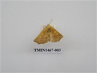 藏品(尺蠖蛾科)的圖片